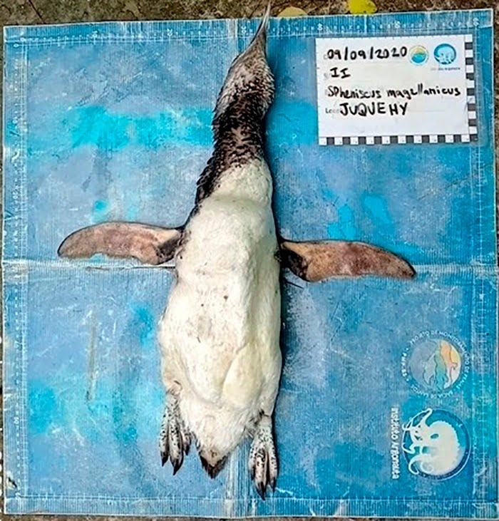 Encuentran un cubrebocas N95 en el interior de un pingüino muerto en Brasil