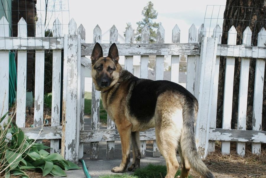 Perro llora tras ser obligado a comer chile; acusan a dueño de maltrato (VIDEO)