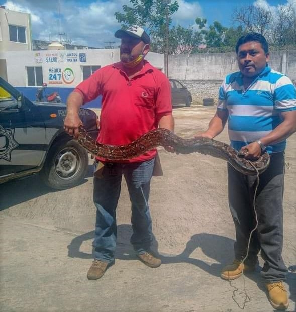 Capturan serpiente de 3 metros en Espita: Foto