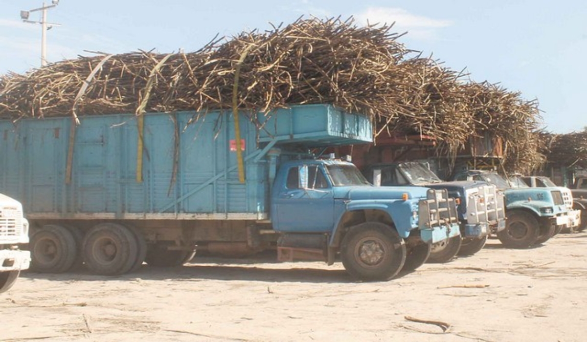 Productores de caña en Campeche obtienen 93 mil toneladas de azúcar