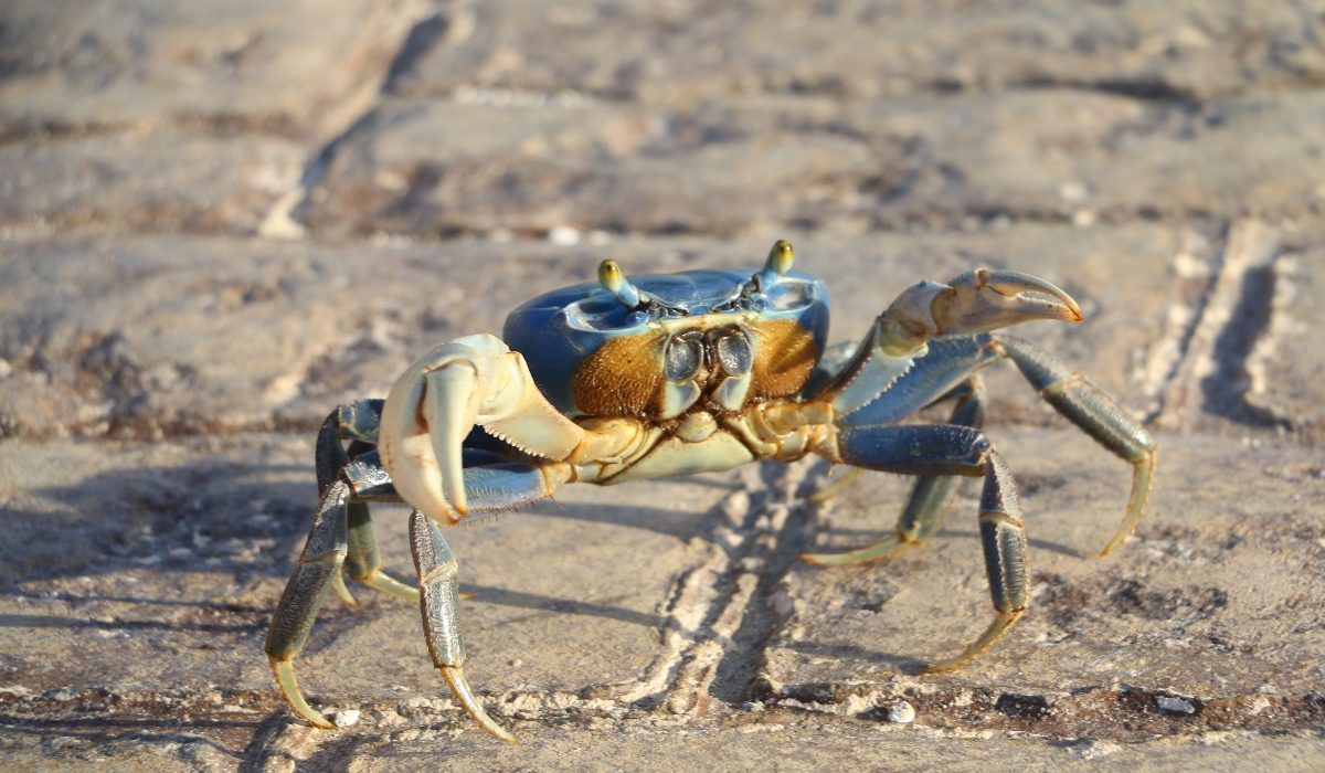 Por la invasión de su hábitat, cangrejo azul pierde zona de cruce en Cancún