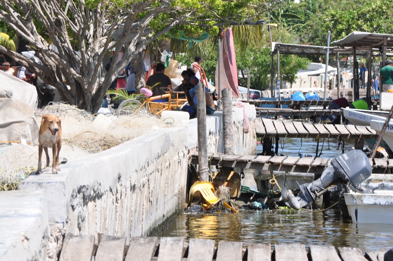 Arroyo Grande en Ciudad del Carmen se convierte en basurero, denuncian