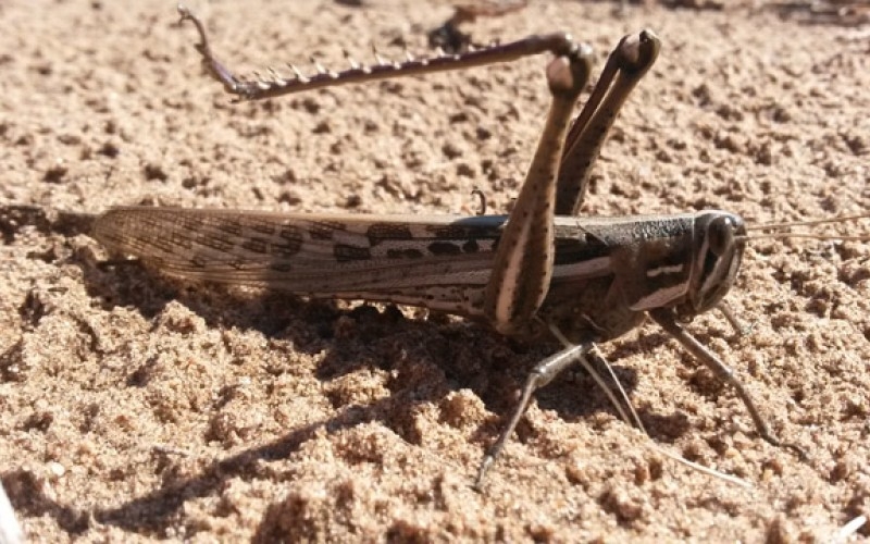 Plaga de langostas llega a Yucatán; campos y cultivos de 14 ranchos, en riesgo