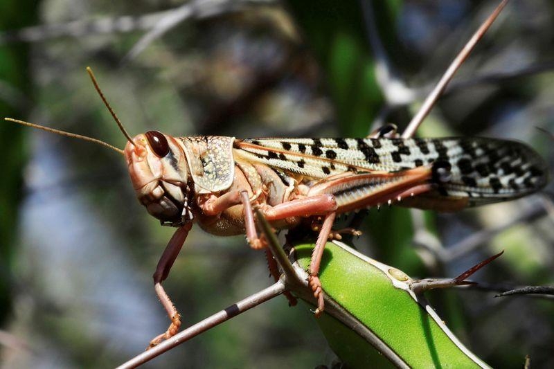 Plaga de langostas en Yucatán: ¿Qué municipios afectará?