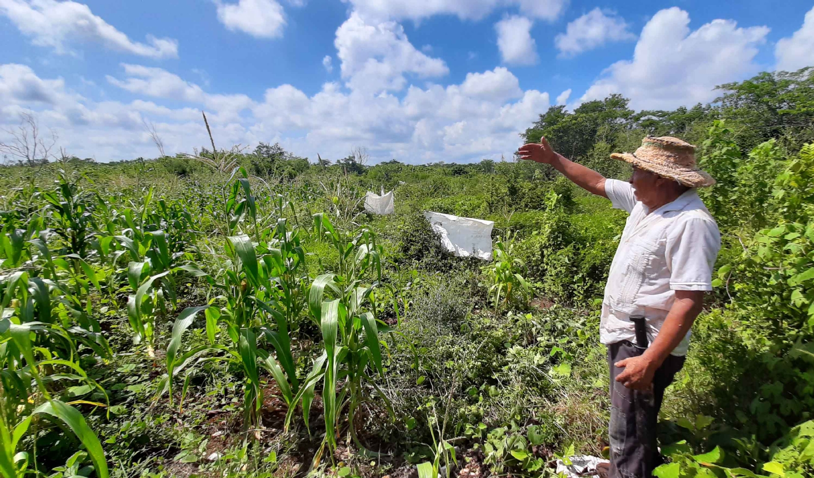 Mapaches roban cosecha de agricultores de Chumayel