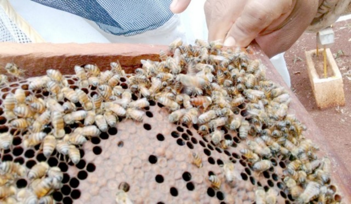 Apicultores de Santa Cruz reportan que la tala inmoderada pone en riesgo a las abejas