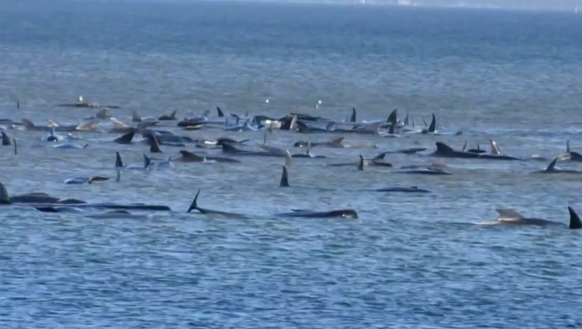 90 ballenas mueren varadas en Australia; más de 200 siguen atrapadas (VIDEO)