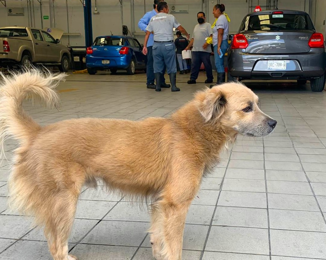 Agencia de autos adopta a perrito en Cancún; lo llaman “El firus”