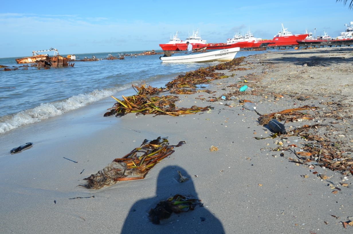 Algas marinas perjudican a pescadores de Ciudad del Carmen