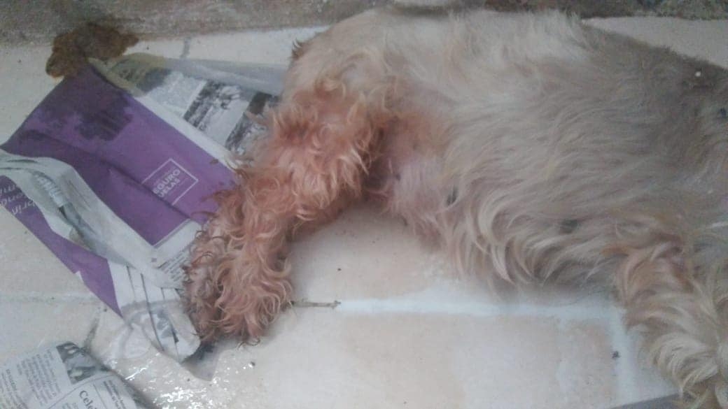 Perrita muere luego de ser vacunada contra la rabia en Campeche