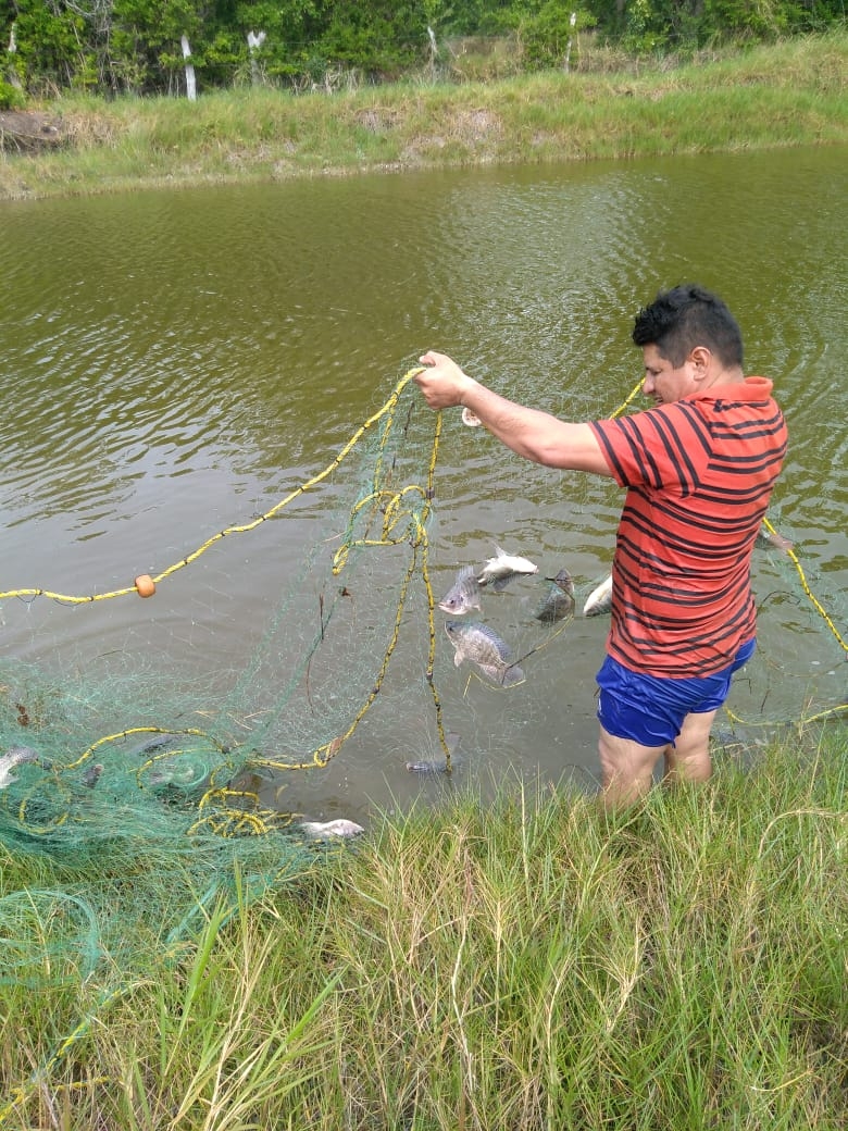 Producción de mojarra en Ciudad del Carmen está semiparalizada