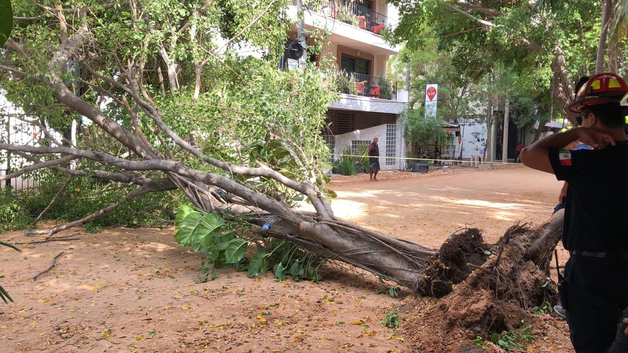 Los bomberos tuvieron que esperar alrededor de 20 minutos para retirar el árbol Foto: Joel Tzab