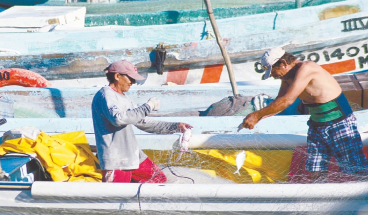 Pescadores de Campeche denuncian la depredación incontrolada del pulpo