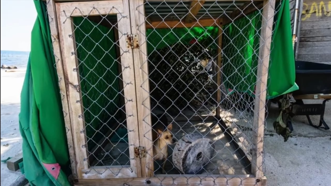 Reportan perros atacados por jaguares en Mahahual