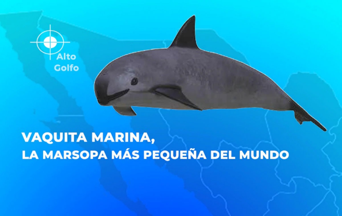 Vaquita Marina en peligro de extinción (Profepa)