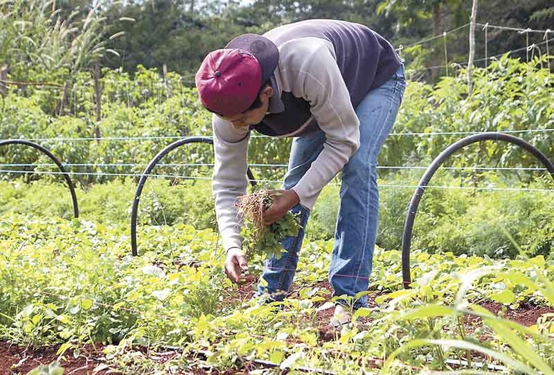 Piden apoyar la agricultura, ganadería y pesca por crisis económica en Campeche