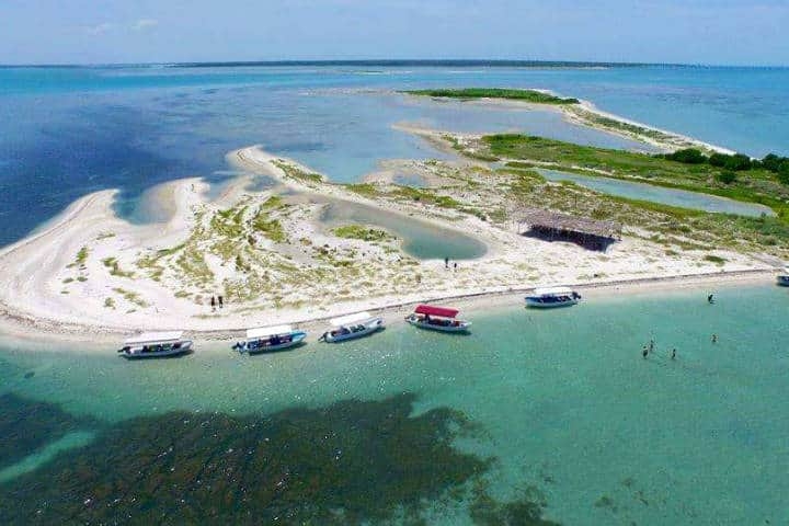 Convive con delfines en Isla Aguada, Campeche