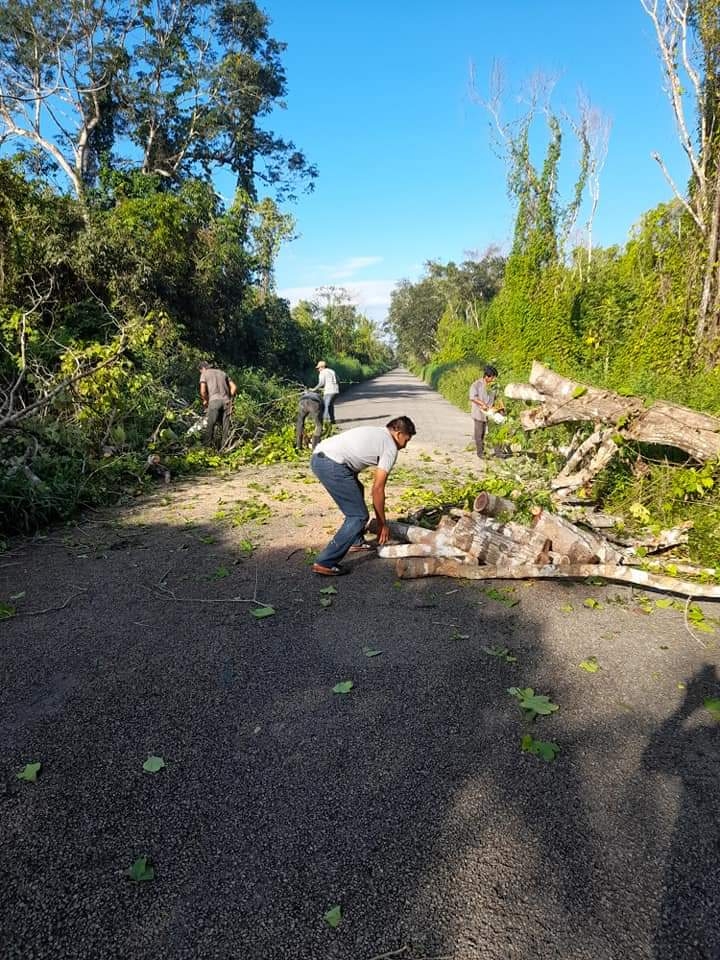 Los árboles secos han provocado por lo menos dos accidentes fatales