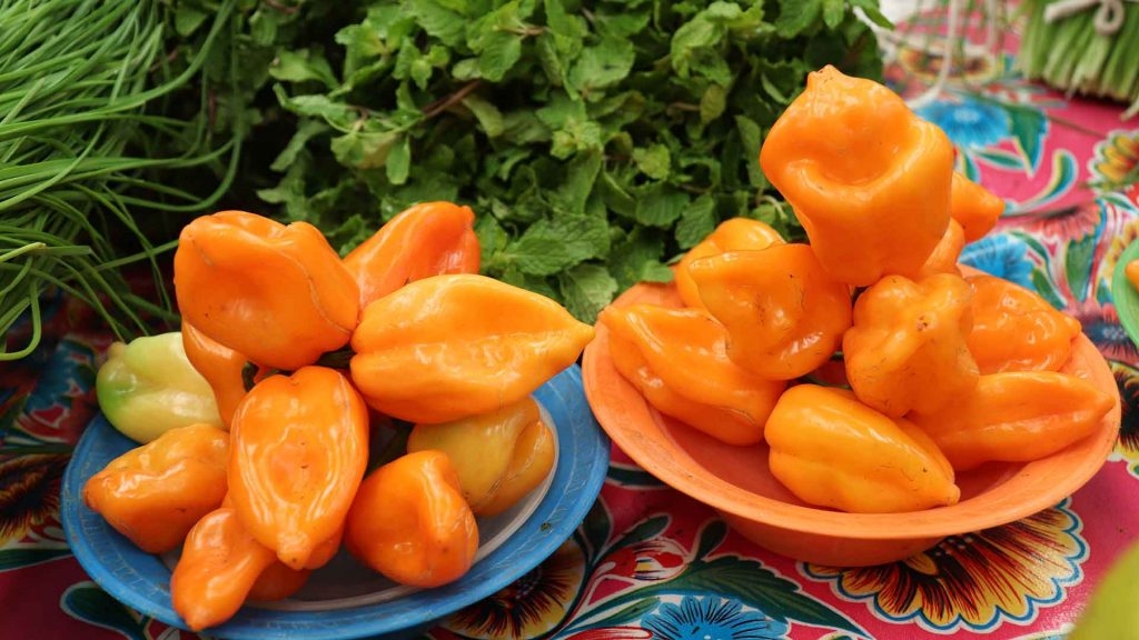 El clima de Yucatán es propicio para el cultivo del chile habanero