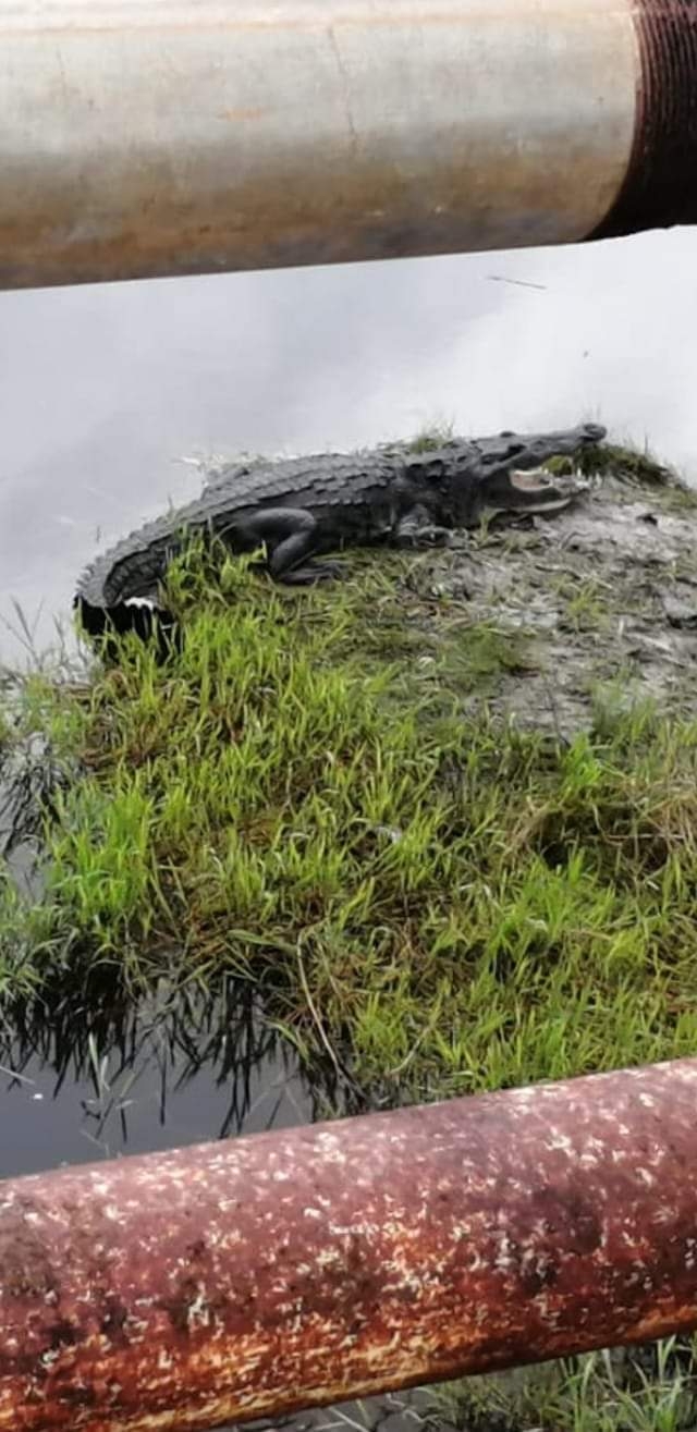 Aparece cocodrilo en acceso a Maya Balam en Bacalar