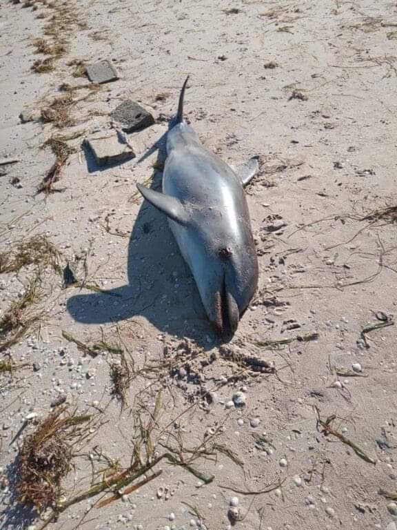 Hallan muerto a un delfín en San Crisanto, Yucatán