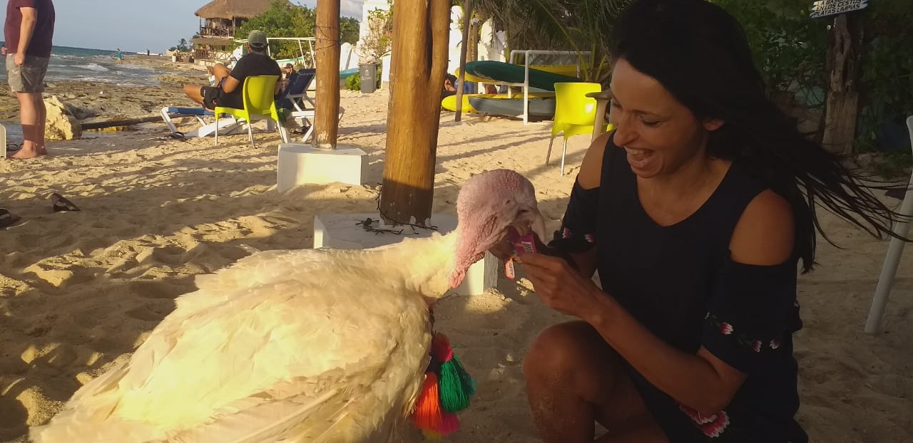 'Uri', el pavo que está causando sensación en playas de Cozumel