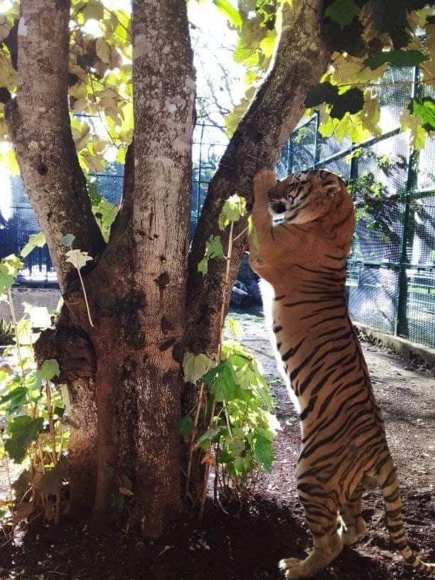 Zoológico de Tizimín se mantiene cerrado al público por COVID-19