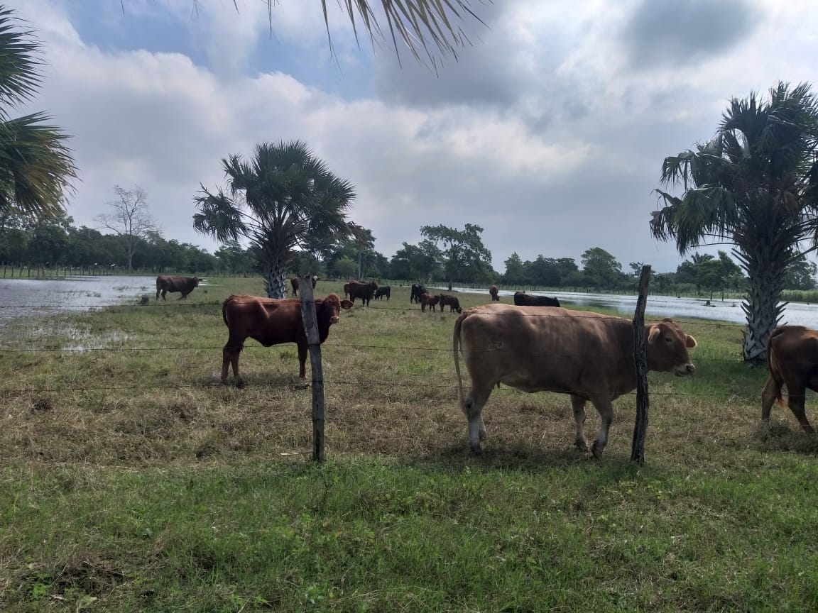 Ganaderos de Atasta Pueblo sin apoyo tras inundaciones en 2020