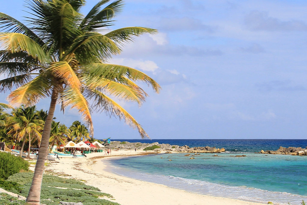 Las aves majestuosas que trinan en la isla de Cozumel