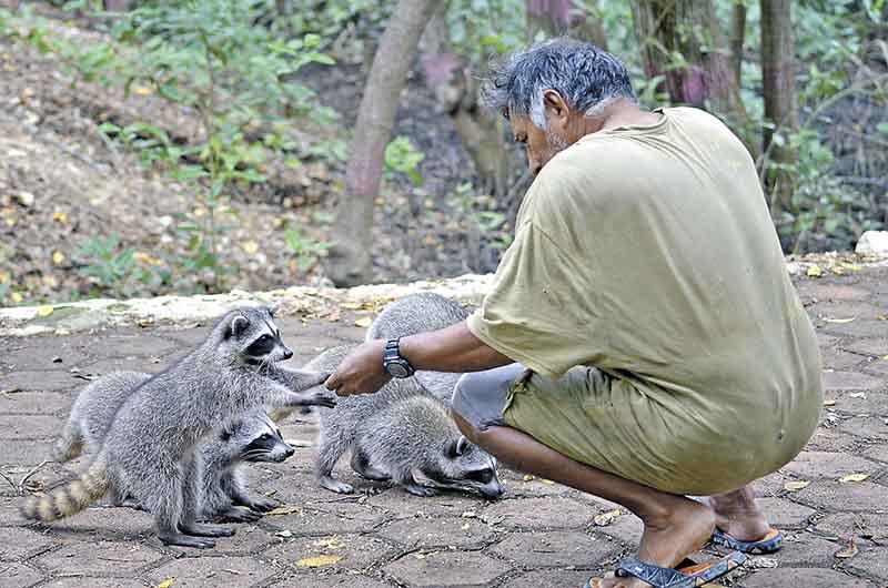 Mapaches, nuevo atractivo turístico en Celestún