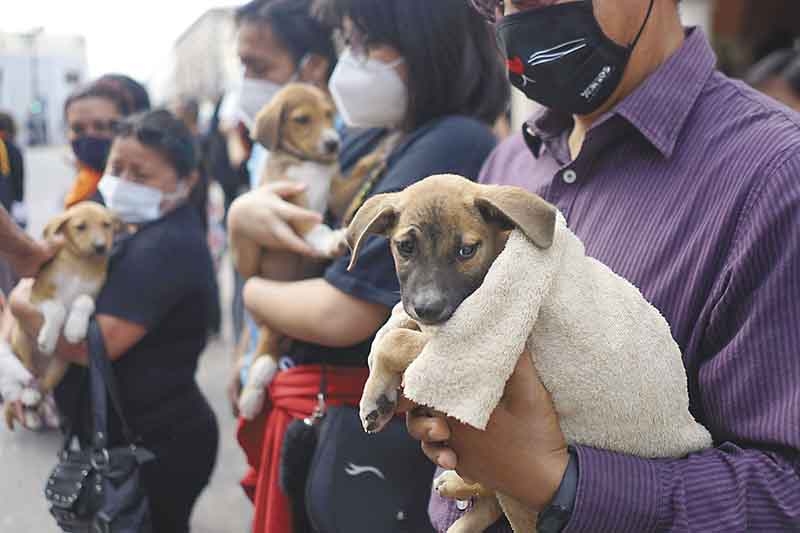 Rescatistas piden cárcel para quien abandone a perros en Mérida