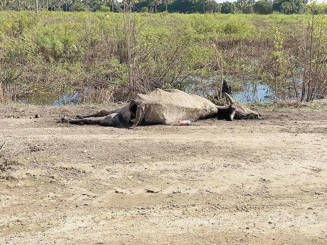 Inundaciones en Palizada dejan más de mil reses muertas