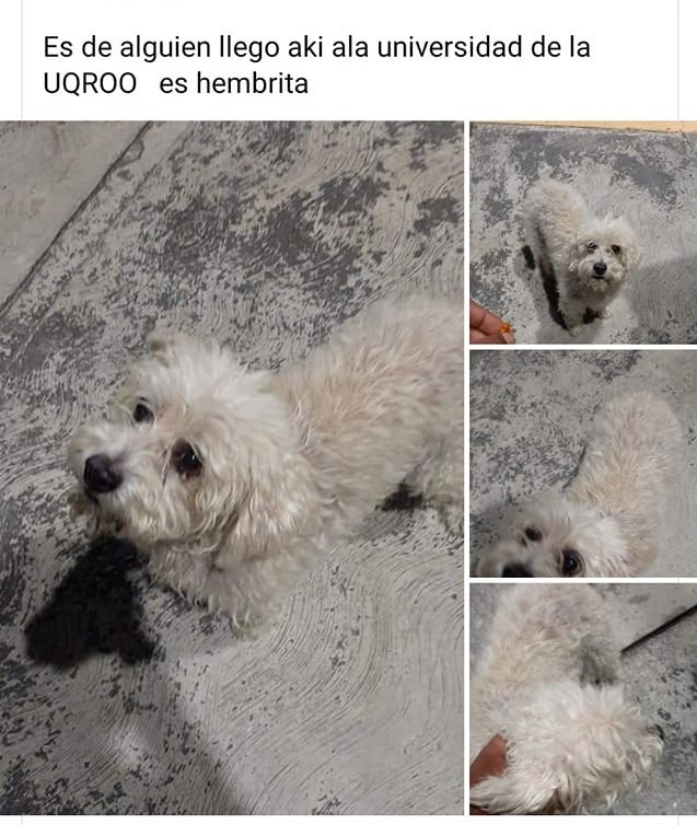 Reportan en redes sociales el extravío de más de 10 mascotas en Chetumal