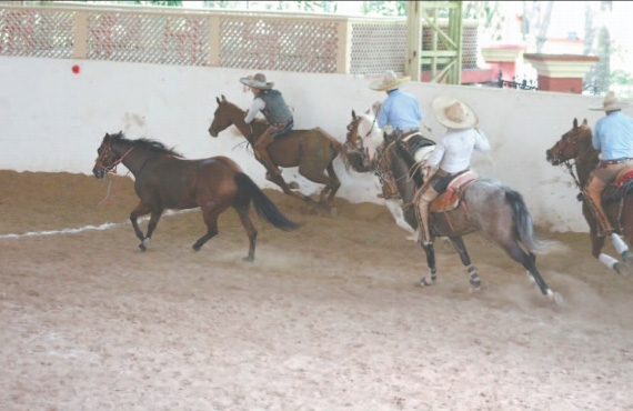 Denuncian torneos de lazo y corridas clandestinas en Acanceh