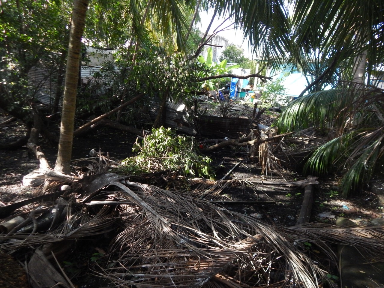 Denuncian tala ilegal en la laguna de Guadalupe en Ciudad del Carmen