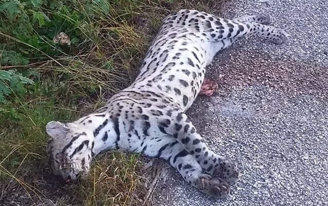 Atropellan a un Ocelote en la carretera Pisté-Kantunil