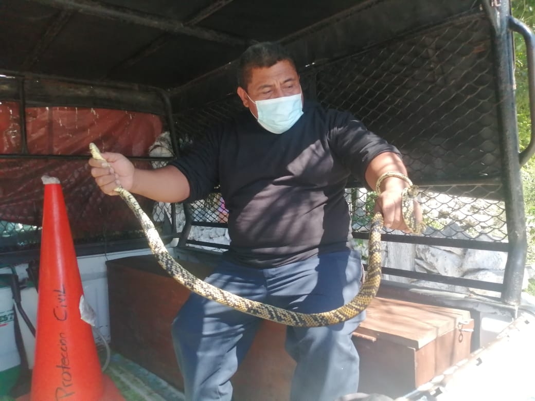 En Yucatán, 102 personas sufrieron mordeduras de serpientes