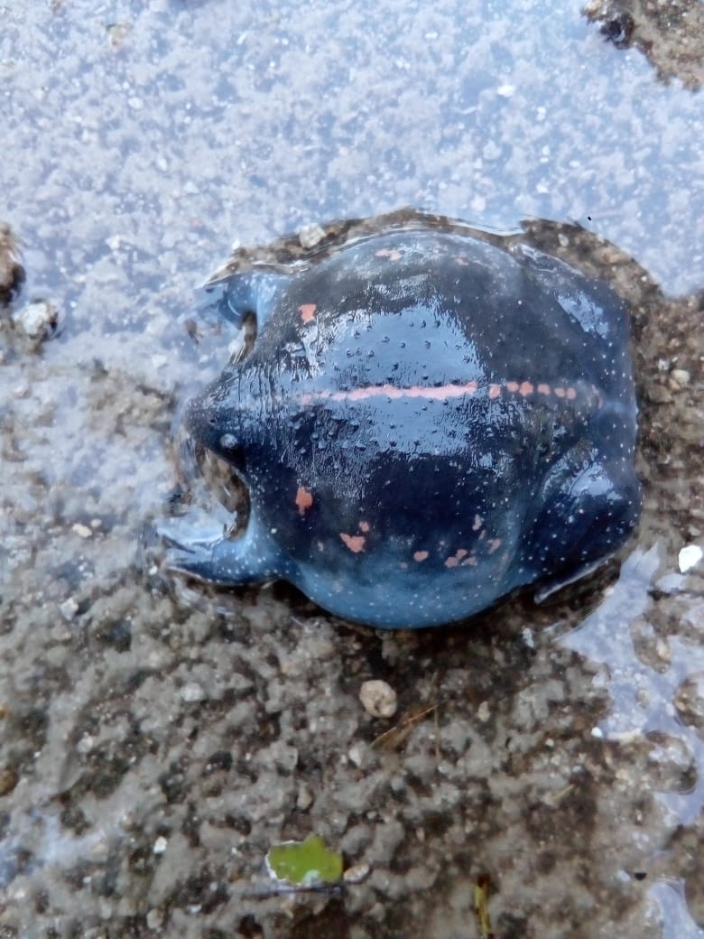 Reportan aparición de un extraño sapo-tortuga en Suma de Hidalgo, Yucatán