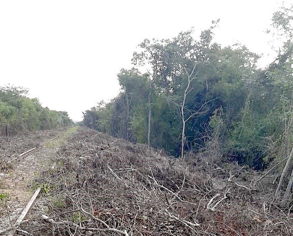 Suspenden trabajos del Tren Maya por juicio entre ejidatarios en Campeche