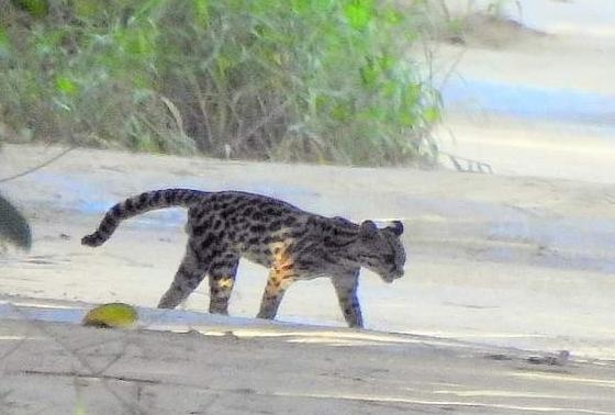 El felino representa una edad adolescente