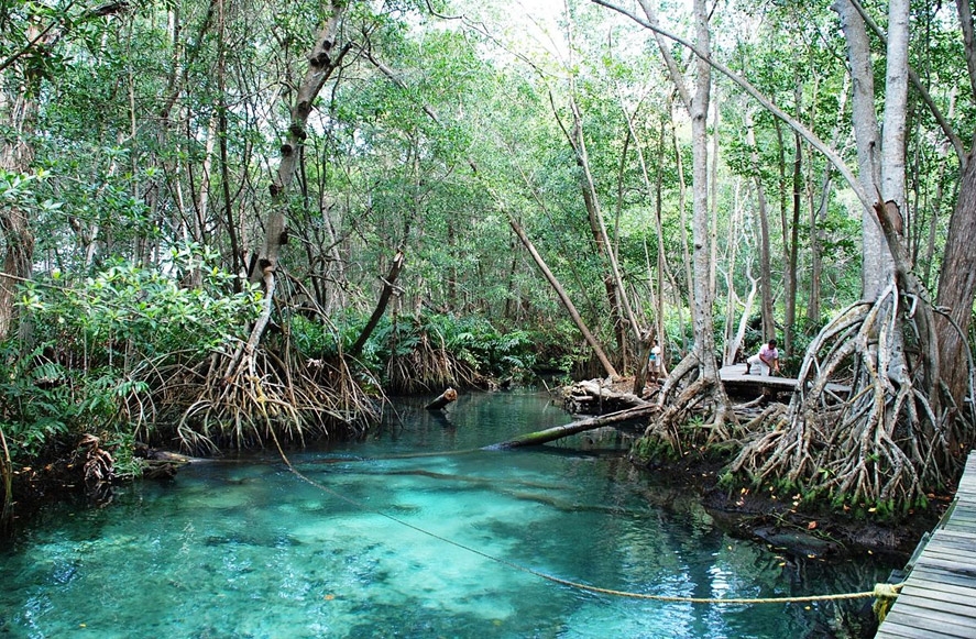 La aventura te espera en los manglares de 'Dzinitun' en Celestún