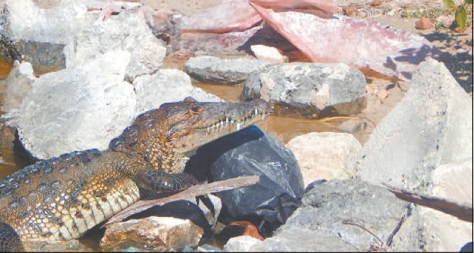 Hasta la fecha jamás se ha escuchado que estos reptiles ataquen o hagan daño a alguna persona