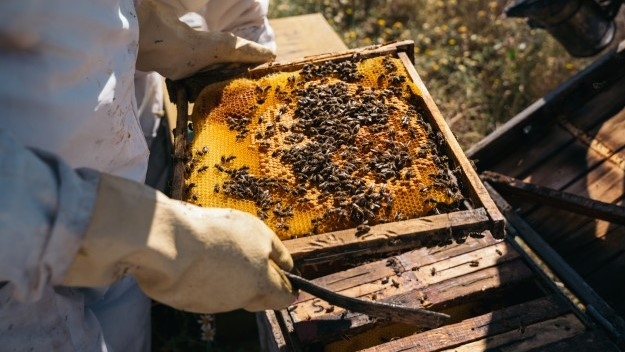 Protegen a más de 12 mil productores apícolas en Yucatán