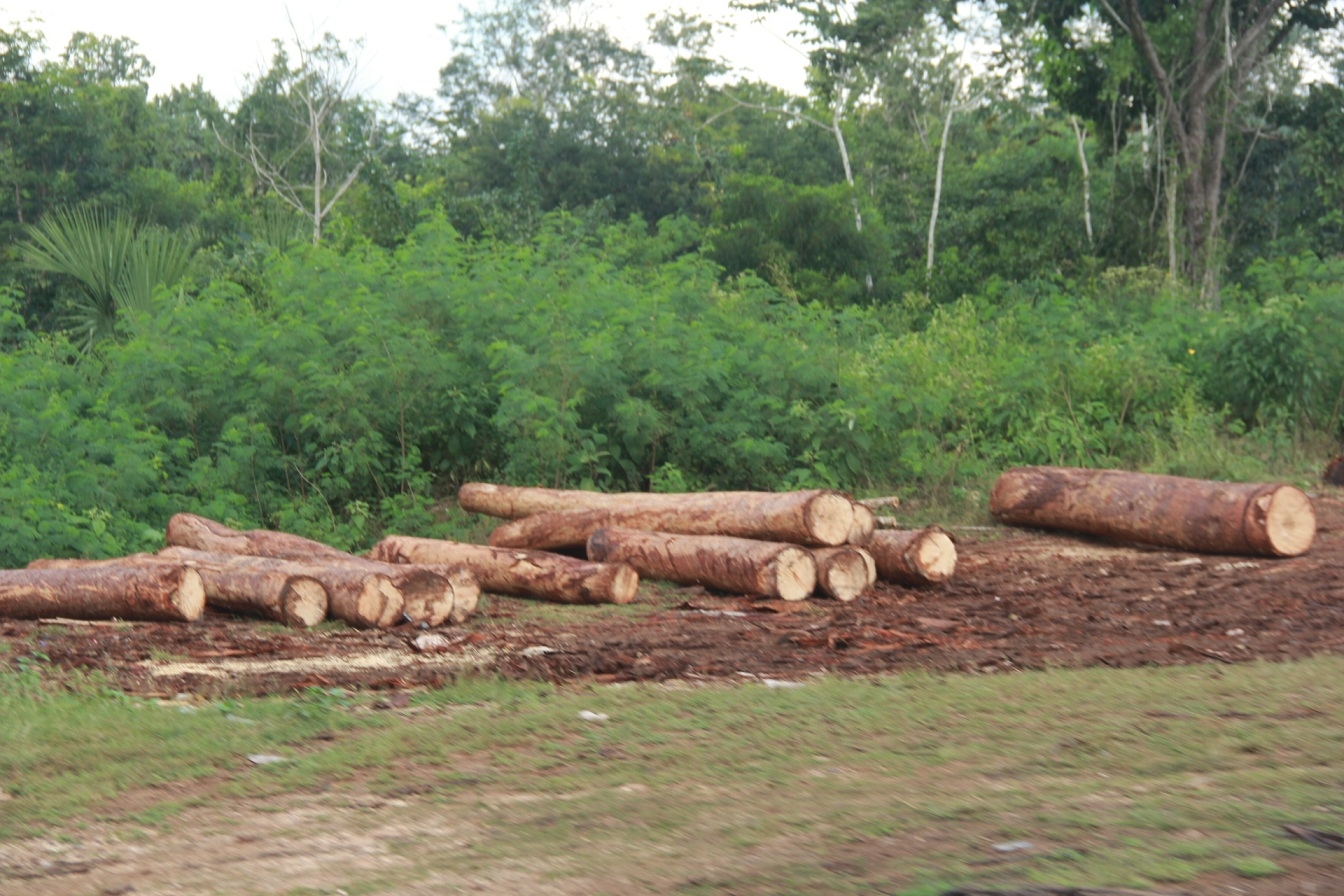 El núcleo agrario del municipio se dice abastecido para trabajar en el Tren Maya