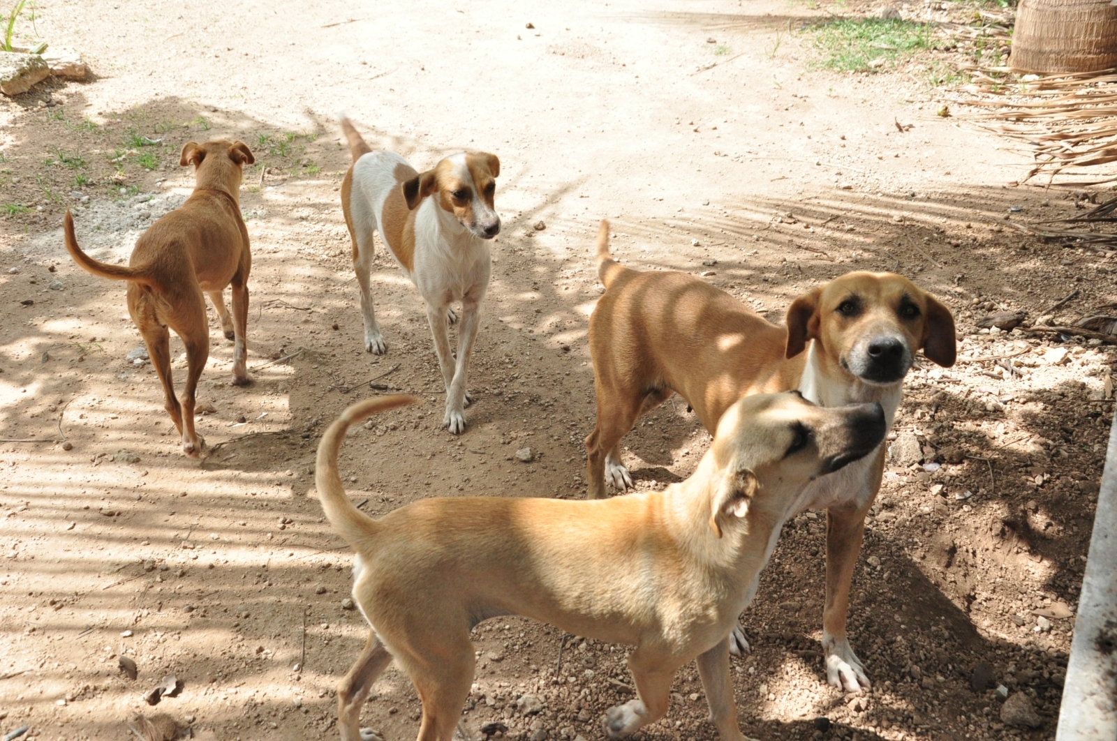 Denuncian envenenamiento masivo de perros callejeros en Jalisco