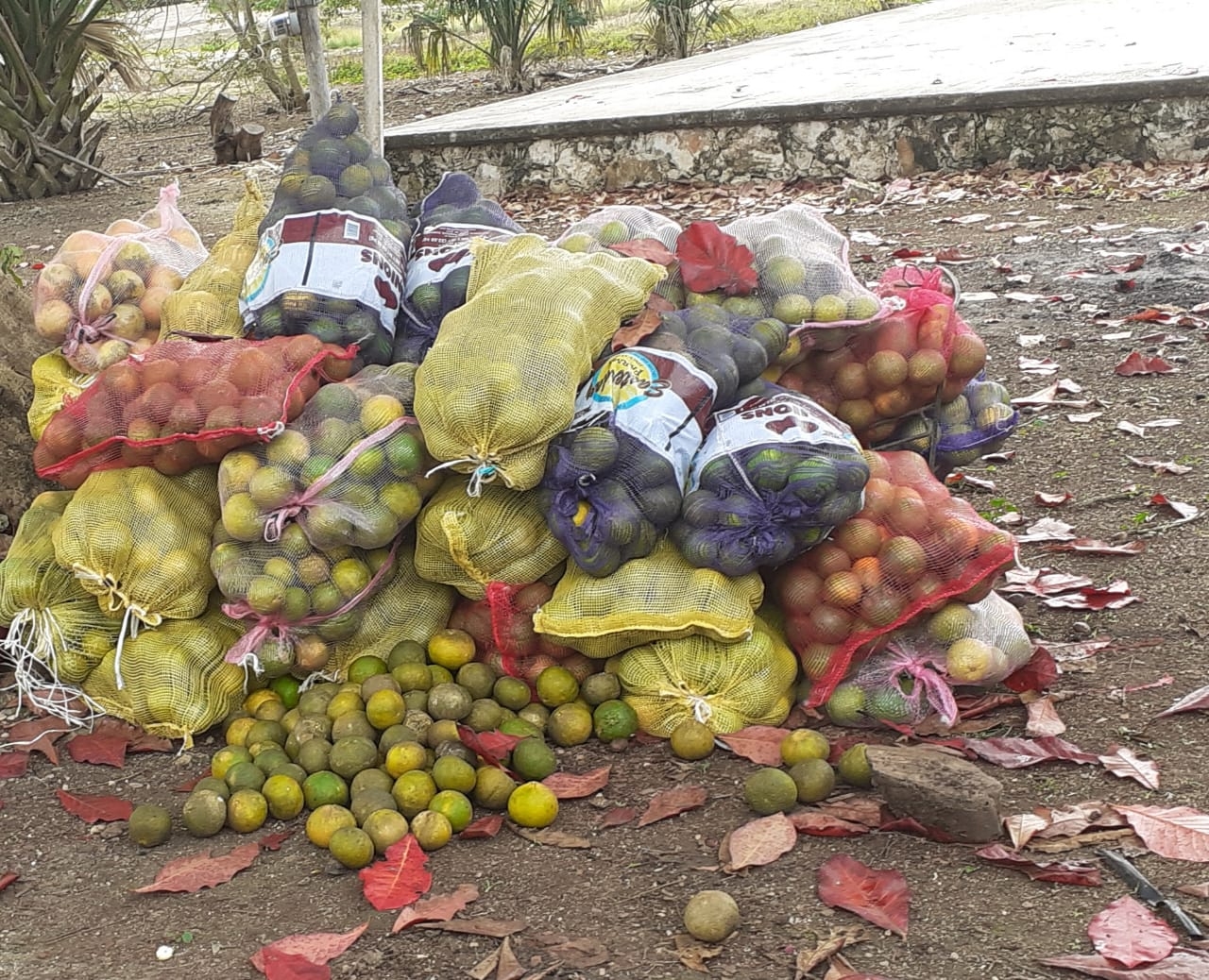 Productores de cítricos en San Felipe son víctimas de los coyotes