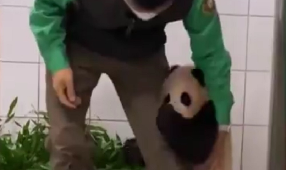 Bebé panda gigante no suelta la pierna de su cuidador