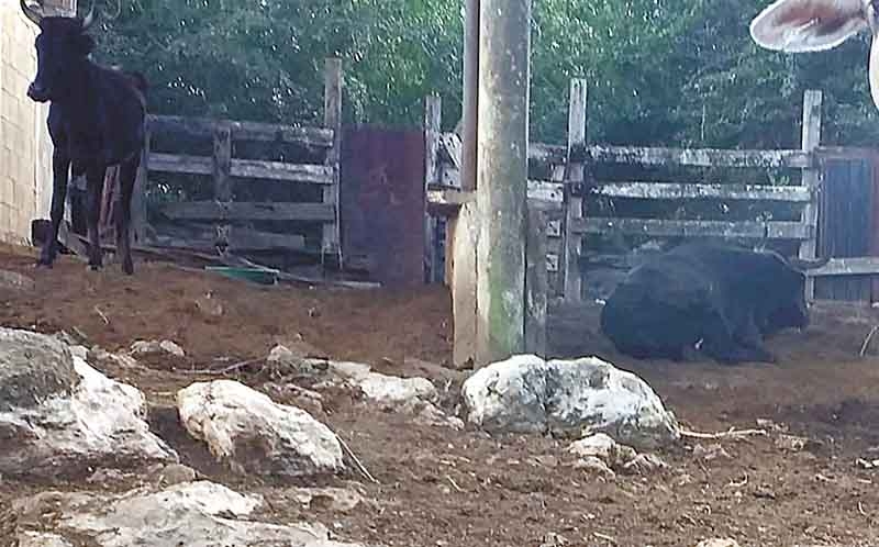 Por descuido, hombre es herido por toro en Teabo