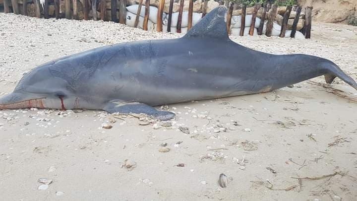 Encuentran muerto a un delfín 'nariz de botella´ en Chelem, Yucatán