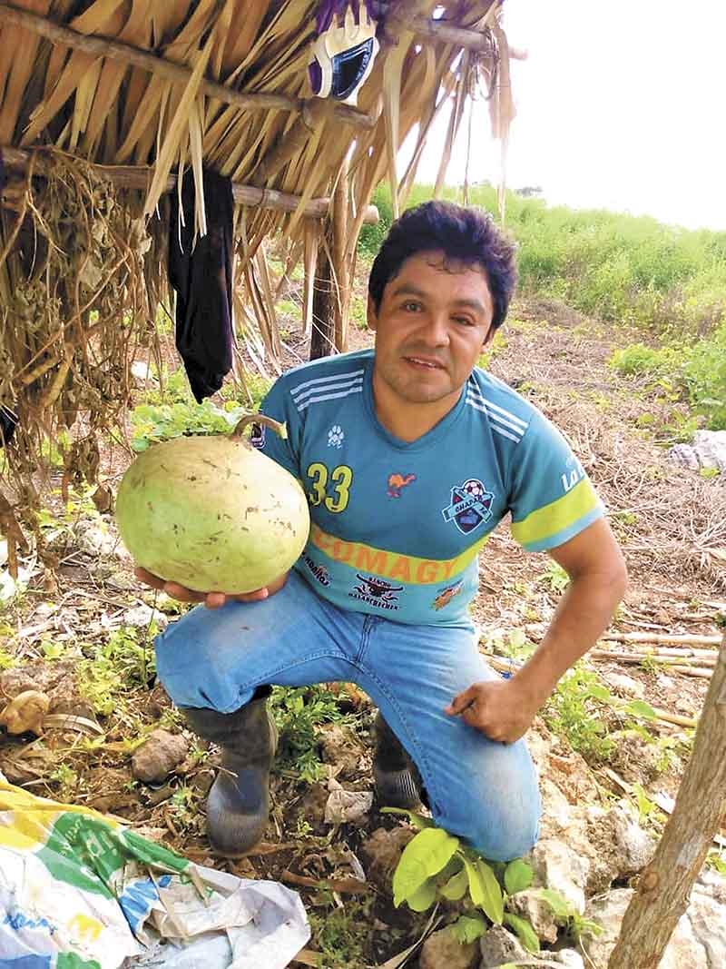 Agricultor busca rescatar la planta del 'lek' en Chapab, Yucatán